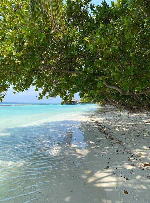 Дикий пляж на резорте Курамати: нет лежаков и не убирают листья и кокосы. Там приятно уединиться, особенно днем, когда густая зелень спасает от жары