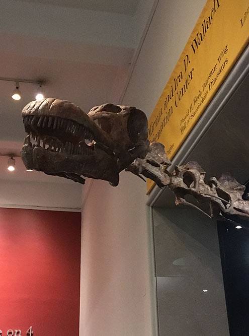 Скелет динозавра в Музее естественной истории