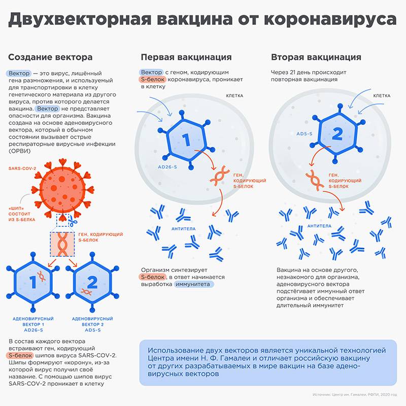 Как работает аденовирусная вакцина «Спутник&nbsp;V». Источник: sputnikvaccine.com