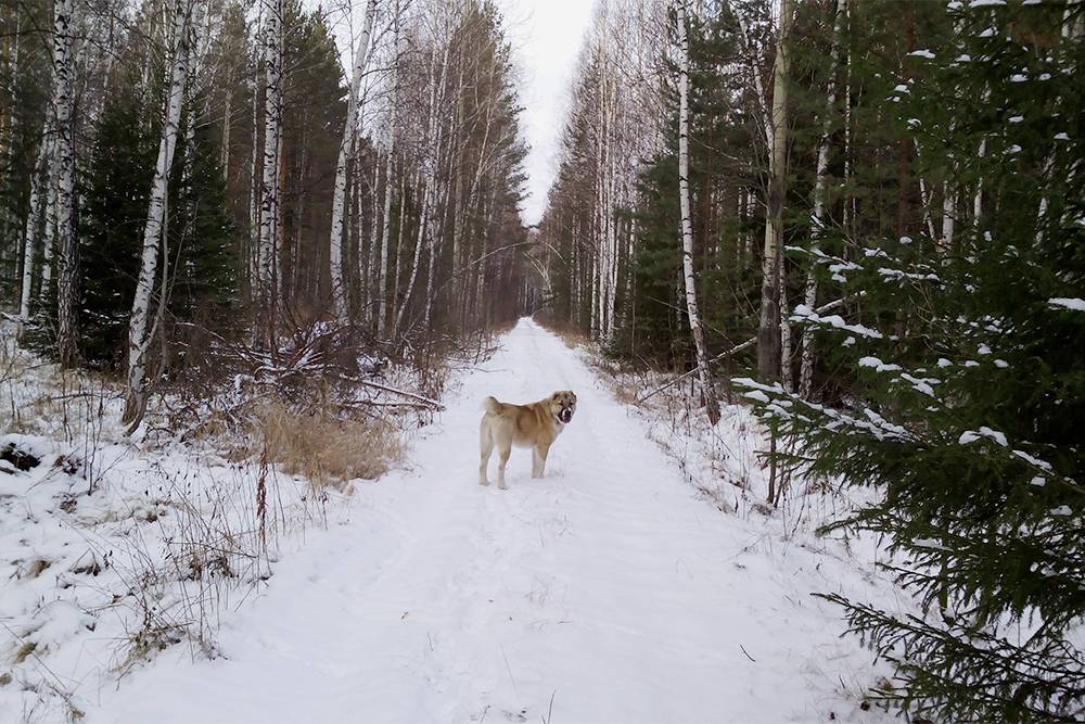Как купить и отремонтировать дачу: опыт пенсионерки