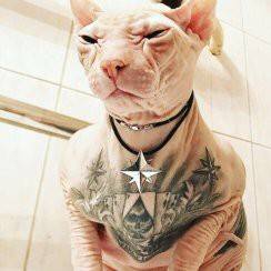 Дмитрий Круткин