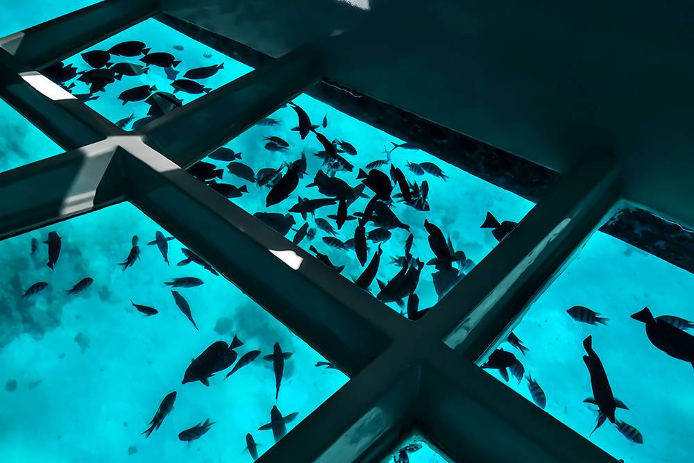Одно из развлечений Эйлата — поездка на лодке с прозрачным дном: можно увидеть рыб и кораллы. Фото: ioanna_alexa / Shutterstock