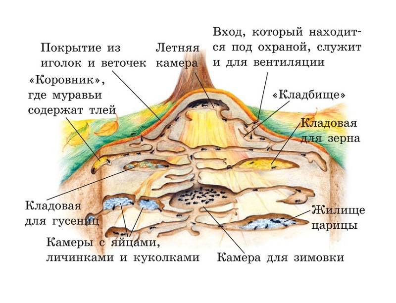 Муравьи в квартире и доме: как избавиться, средства от рыжих домашних ...