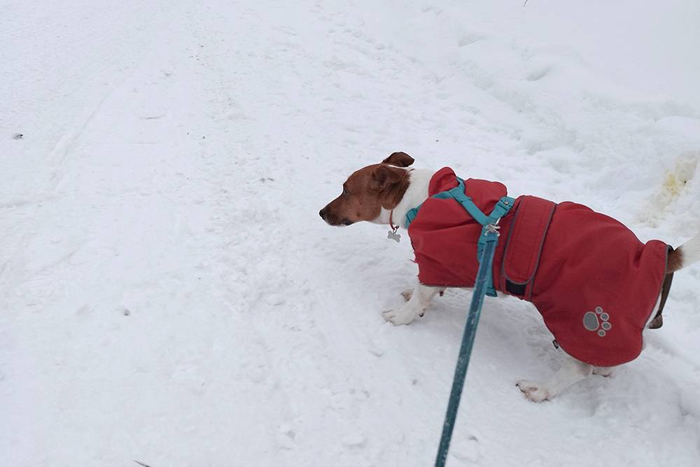 Алекс не очень любит гулять зимой, особенно в морозы, поэтому он выбирает короткие маршруты и быстро возвращается домой
