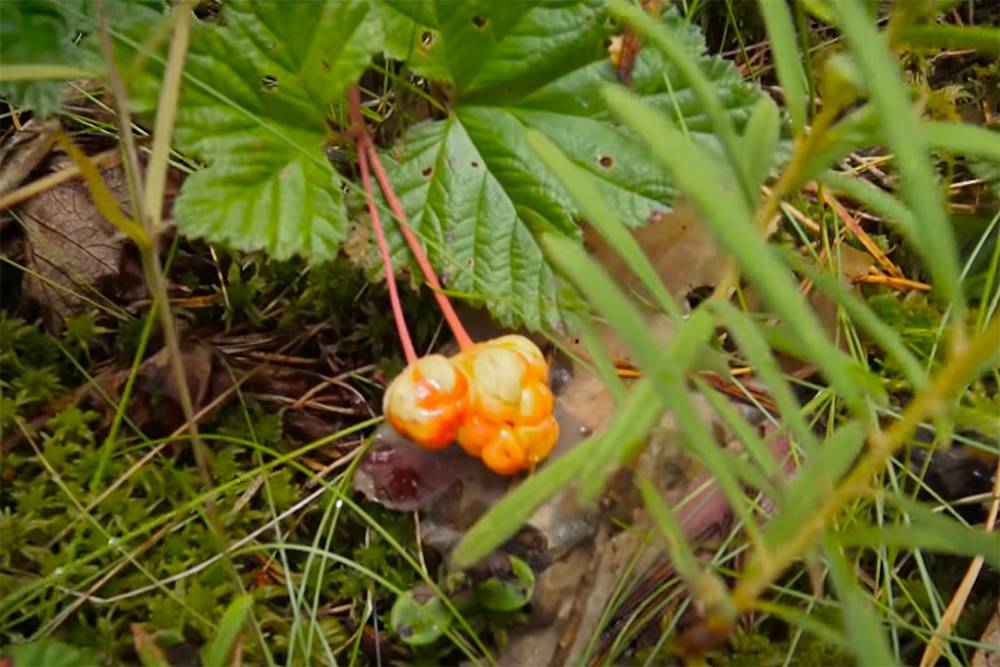 А вот и сама морошка