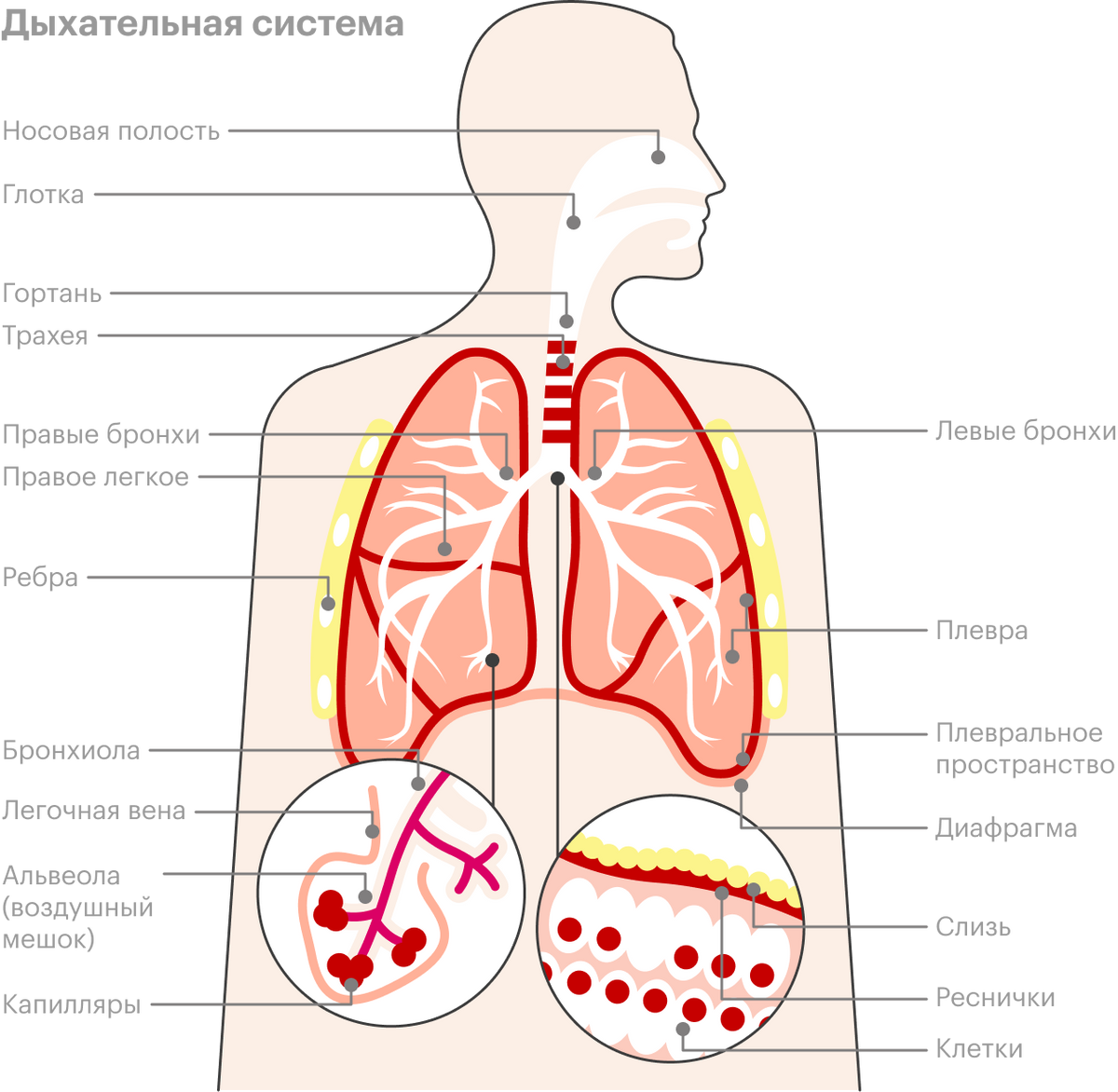 Путь воздуха начинается в носу и&nbsp;заканчивается в&nbsp;альвеолах легких, где и&nbsp;происходит газообмен. Источник: American Lung Association
