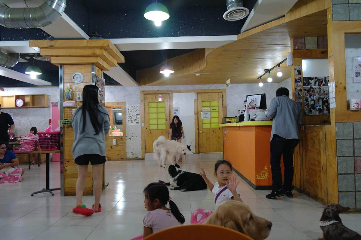 «Кафе с собаками» — Cafe Gaene Myeongdong. Вход платный — 6000 KRW (322 <span class=ruble>Р</span>). Кофейный напиток стоит 4000 KRW (345 <span class=ruble>Р</span>). Играть с собаками можно сколько угодно