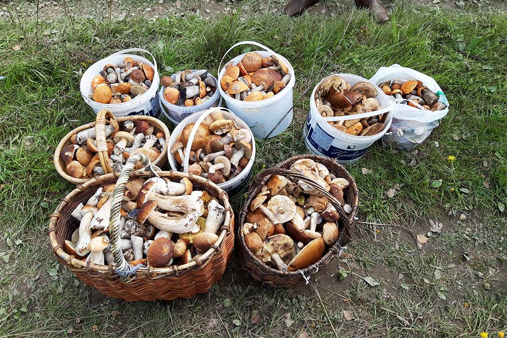 За грибами мы сами ходим, есть у нас свое грибное место