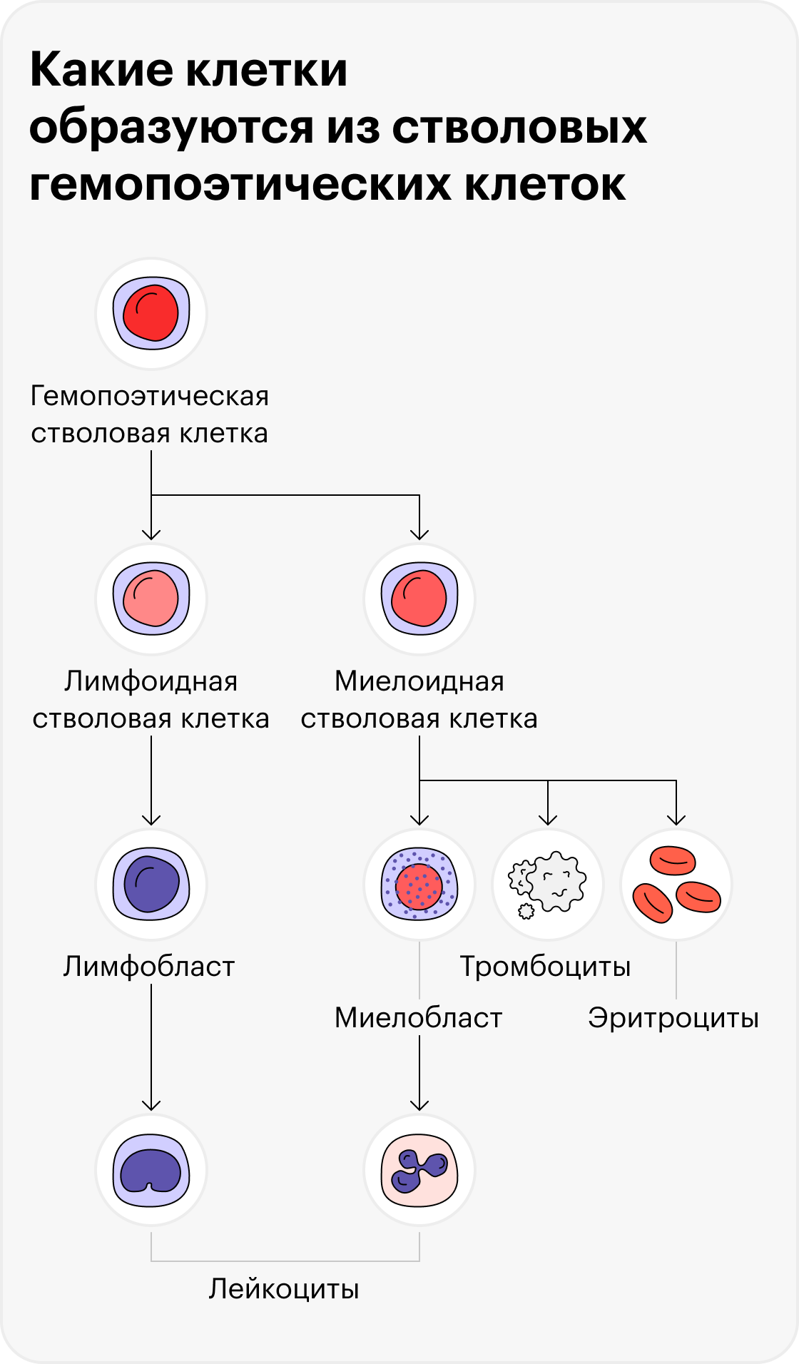 Что такое пуповинная кровь