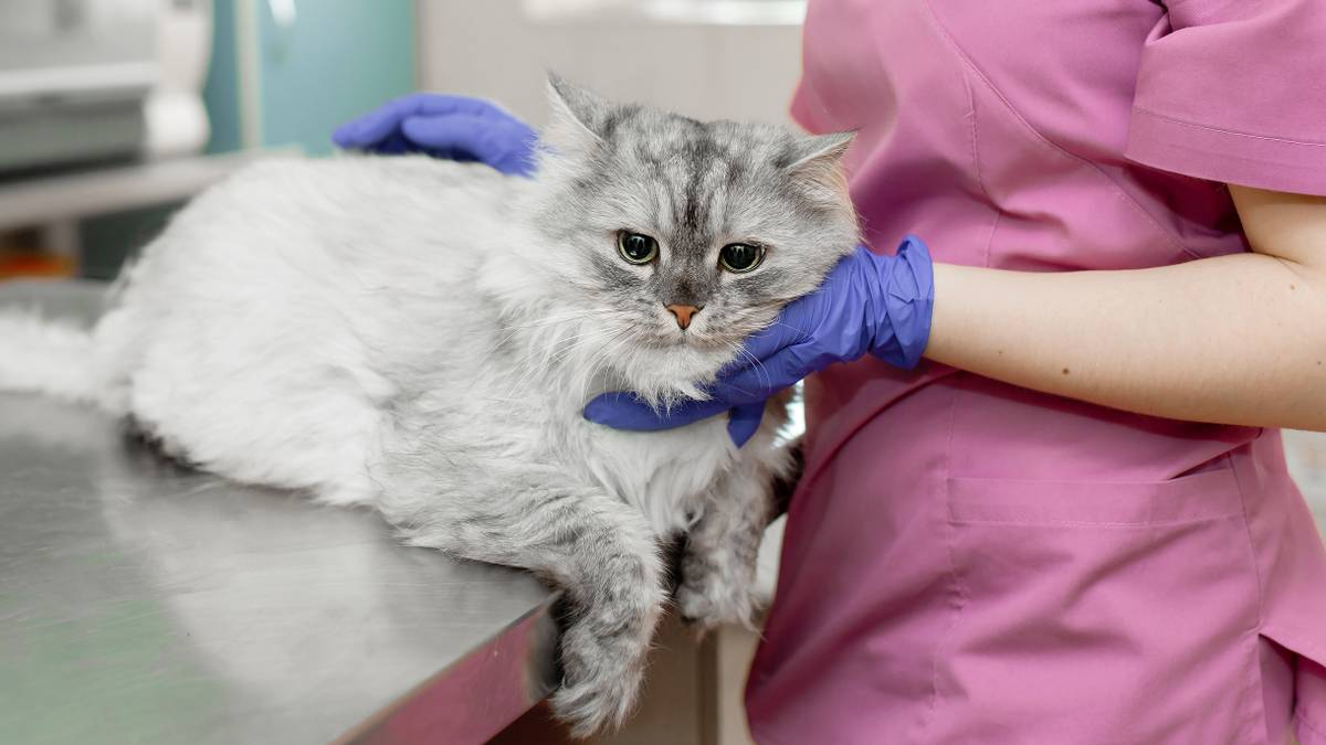 Сколько стоит лечение гипертиреоза у кошки