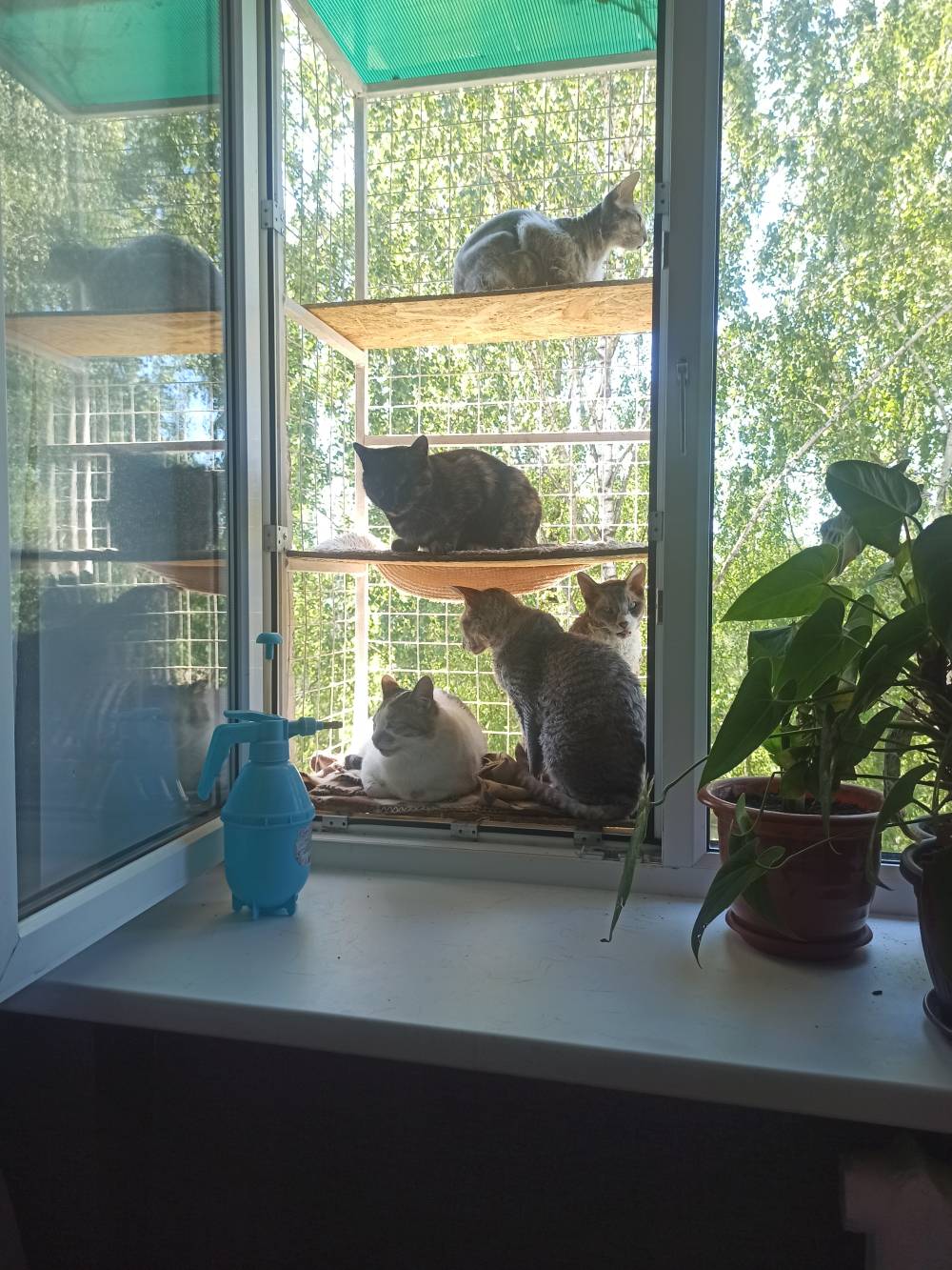 Сколько лет котятам, когда кошки