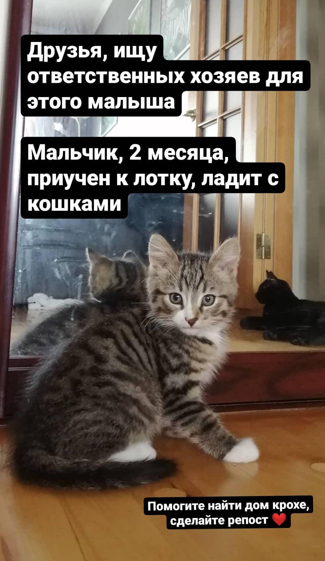 Котенок в первый день написал на кровать