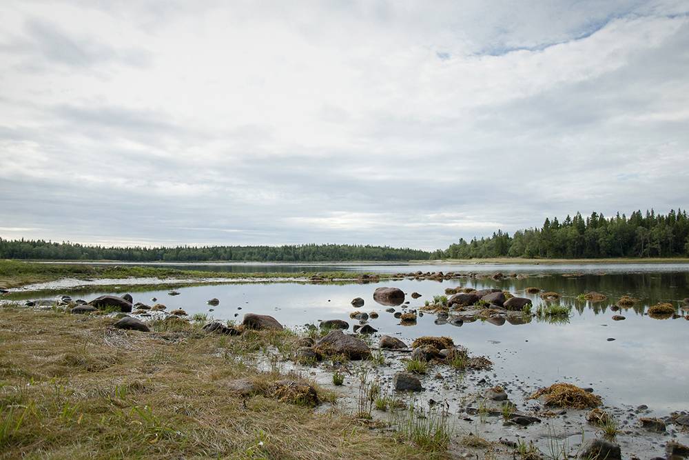 На берега выносит водоросли, которые издают резкий запах. Красиво, но&nbsp;пахнет не очень. На&nbsp;Соловецких островах добывают ламинарию — долгое время она&nbsp;обеспечивала йодом население Советского Союза, а&nbsp;после аварии на&nbsp;Чернобыльской АЭС использовалась в&nbsp;качестве основы для&nbsp;лекарства от&nbsp;радиации