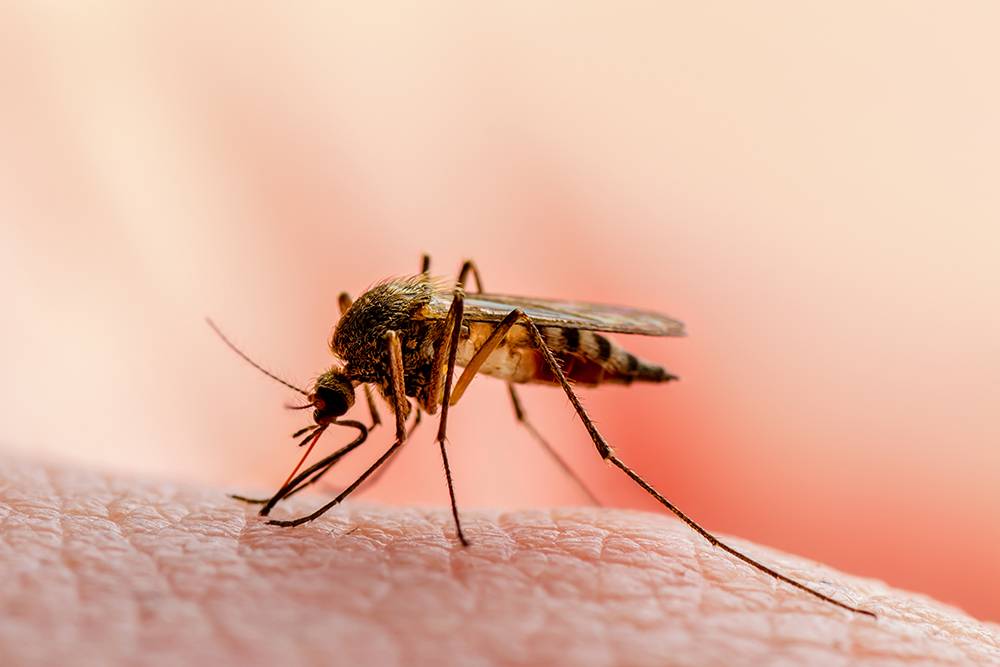 «Игла» комара на самом деле состоит из нескольких частей. При&nbsp;укусе комары вводят собственную слюну через одну трубочку, а забирают кровь через другую. То есть чужая кровь в организм укушенного не попадает. Также ВИЧ не размножается в организме насекомого — в отличие, например, от возбудителя малярии, который размножается в желудке комара, наполненном кровью заболевшего человека, а потом проникает в слюнные железы и со слюной попадает к другому человеку. Источник:&nbsp;nechaevkon / Shutterstock