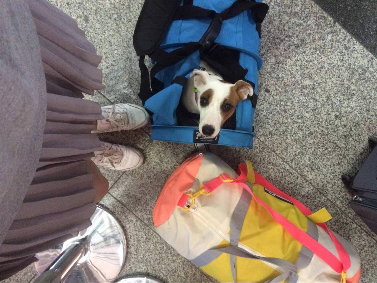 Собака Глаша в аэропорту