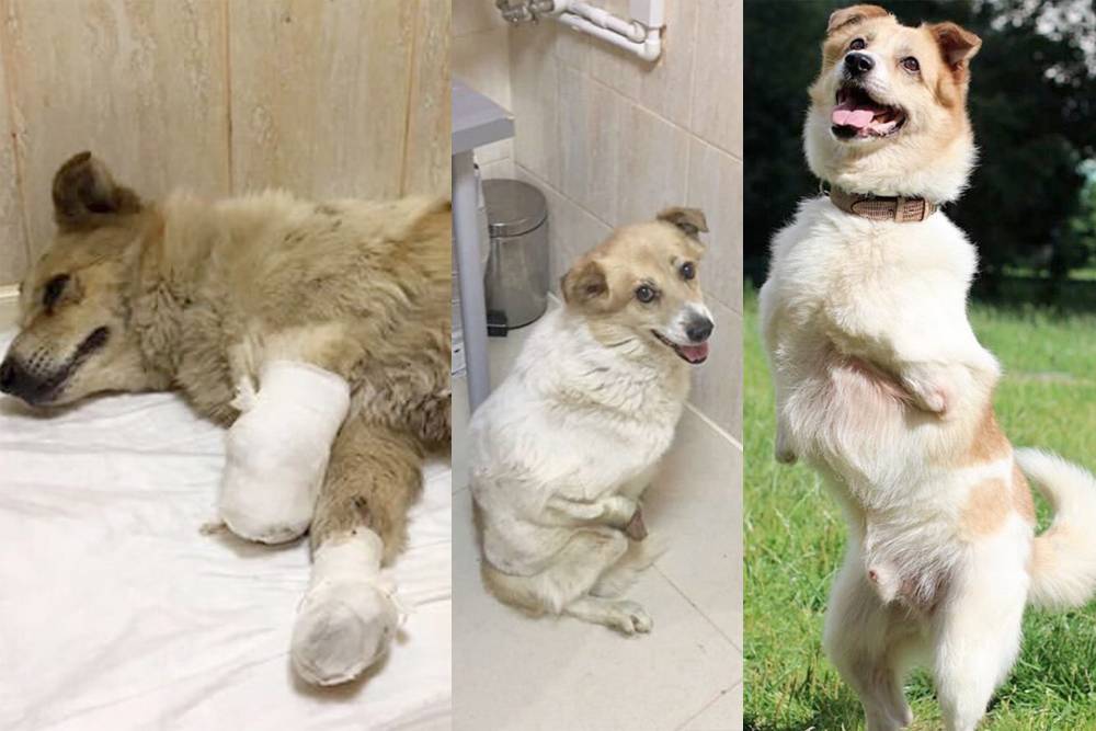 Это пес Вольт. Когда волонтеры его привезли, врачи не были уверены, что получится его спасти. Но пес выжил, приспособился ходить без лап, окреп и уехал в Австрию в новую семью
