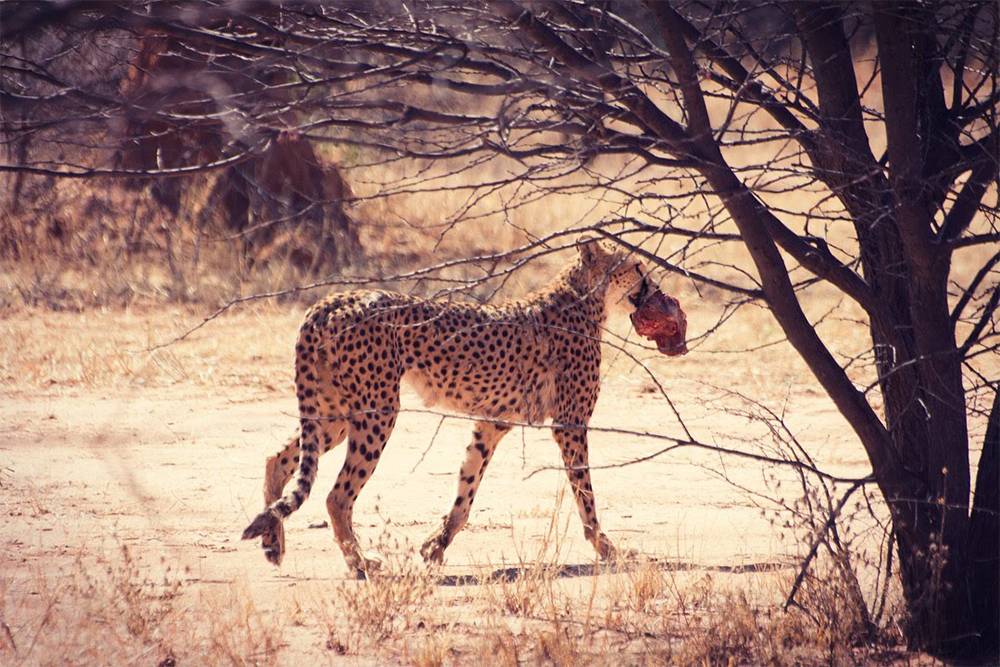 В Намибии я впервые смогла оценить этих потрясающих животных во всей красе. В других парках гепарды обычно лежат в тени — попасть на их охоту очень сложно
