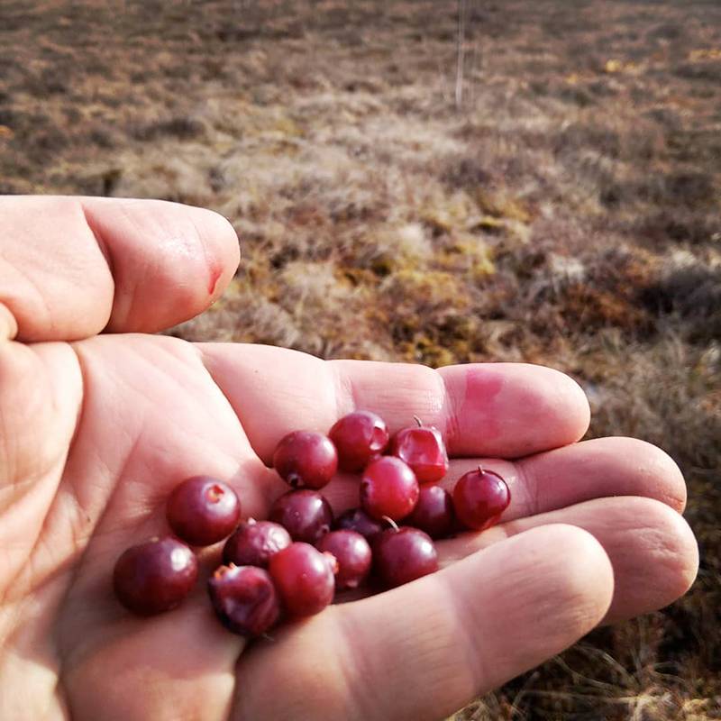 Чтобы найти клюкву, надо залезть в самое сердце архангельских болот