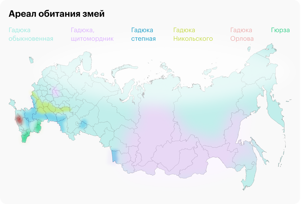 Гадюки живут не только в средней полосе, в России они встречаются чаще всего