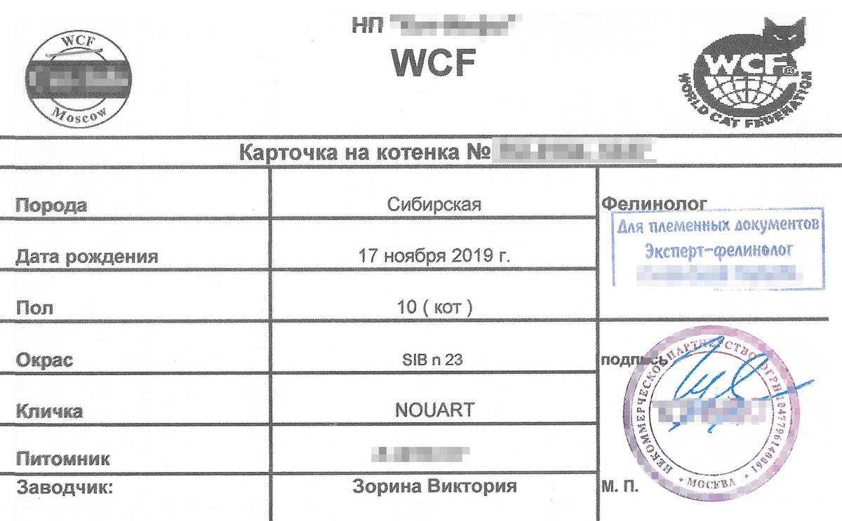 Метрика котенка мейн кун образец