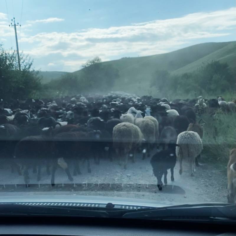 По дороге до Домбая мы встретили стадо овец, которое выглядело колоритно. Бойкие пастухи управляли им, и животные быстро расходились в стороны