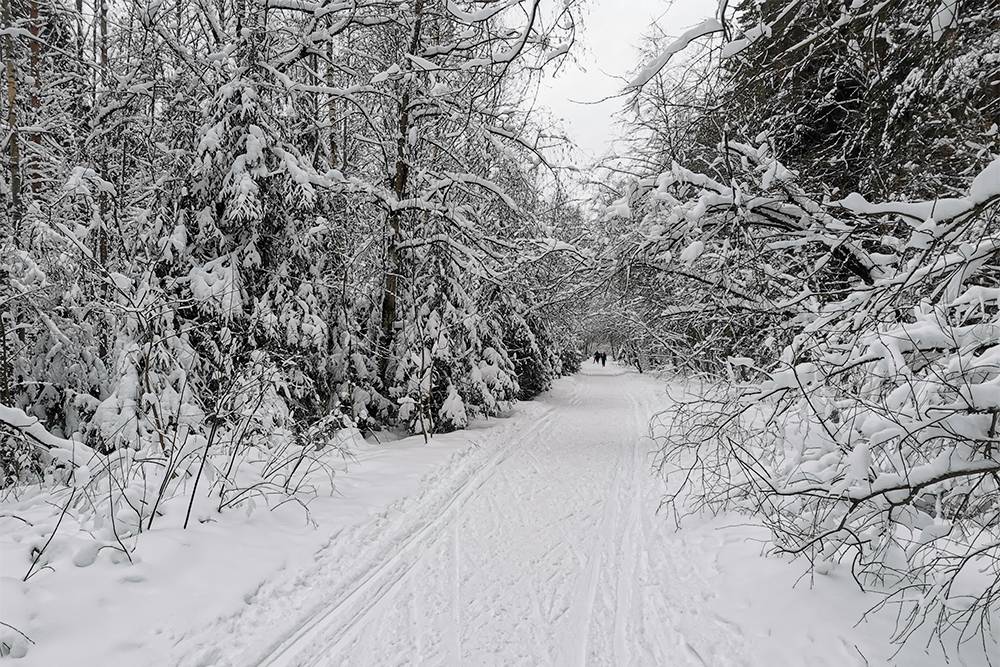 Ржевский лесопарк — территория Охтинского лесхоза. Всего 2% находится в городе, все остальное относится к Ленинградской области. Зимой в лесопарке можно кататься на лыжах — лыжня идет до КАДа