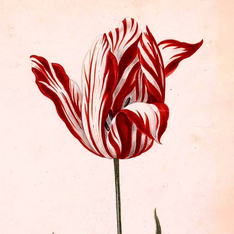 Так выглядел самый дорогой тюльпан в 1636&nbsp;году. Такие цветы с экзотической окраской появлялись из-за вируса «пестрых листьев». Они были в дефиците и больше всего ценились на рынке. Источник: atlasobscura.com