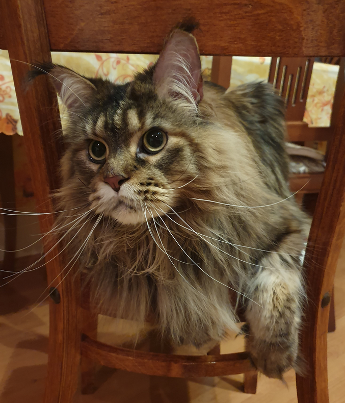 Стерилизованная кошка в доме: чем и как кормить