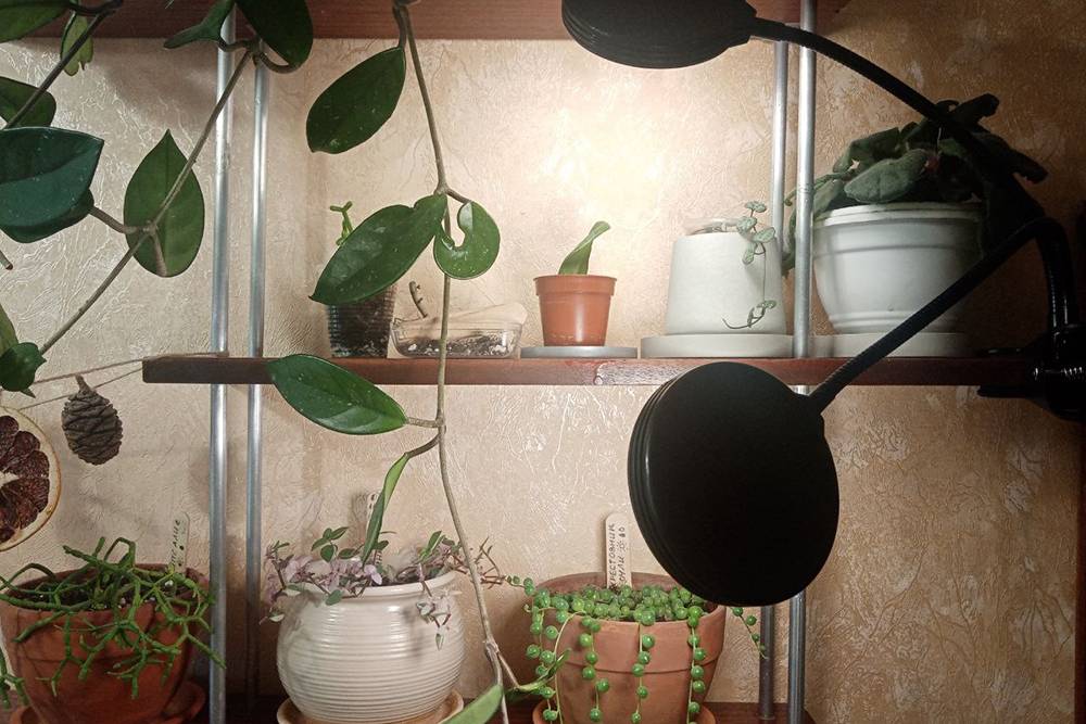 Благодаря лампе на гибких ножках светолюбивые растения выживают на полках, куда почти не попадает солнце из окна