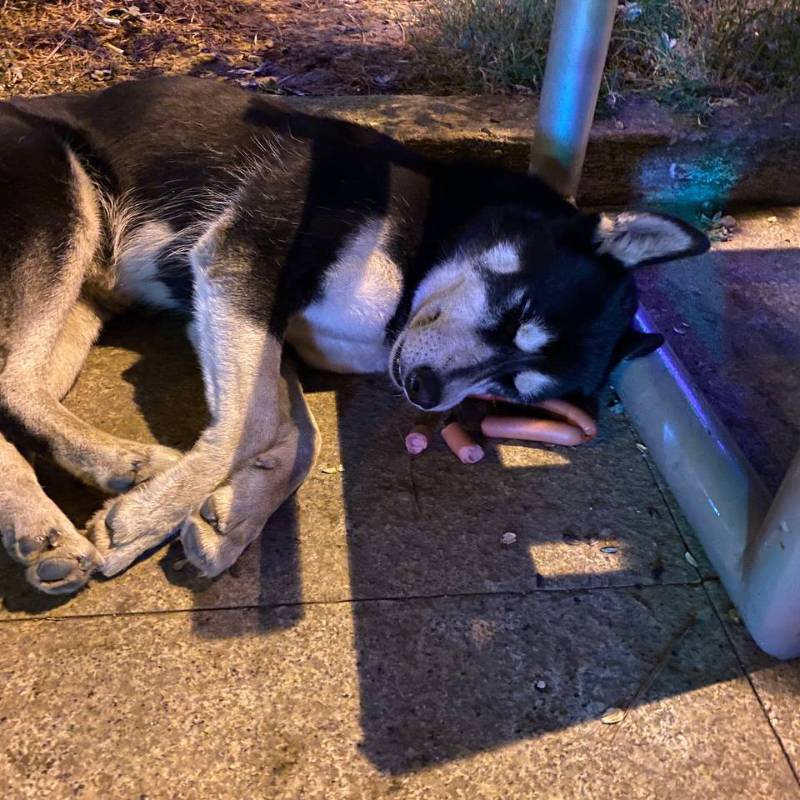 Еще одна бедная уличная собака, которую встретили по пути домой