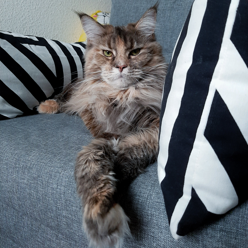 Cat gone