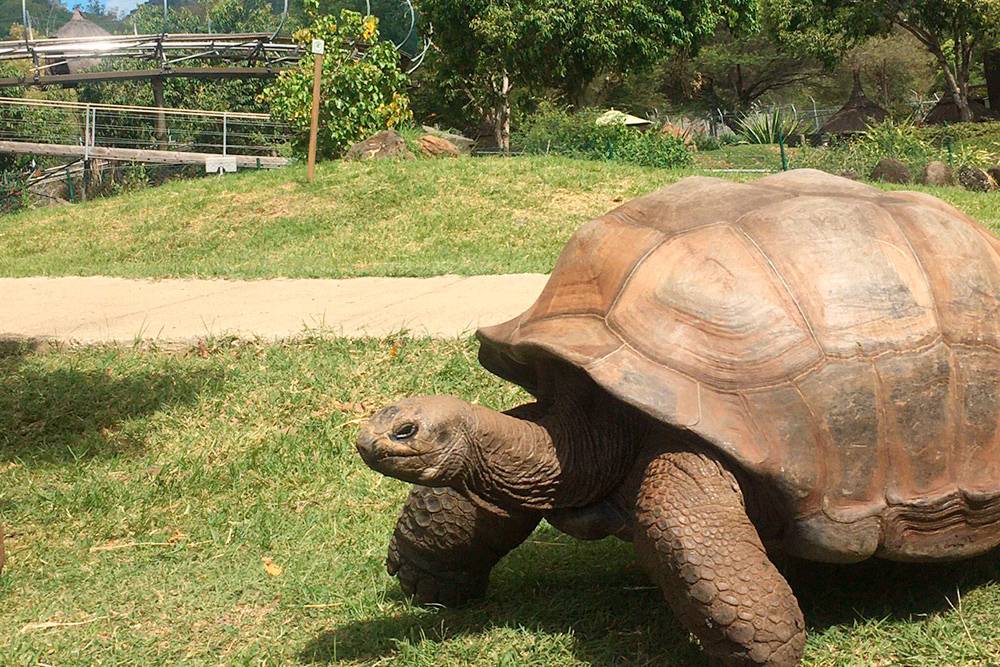 Одна из достопримечательностей — самая старая черепаха заповедника Джордж. По словам работника парка, ему больше 150 лет