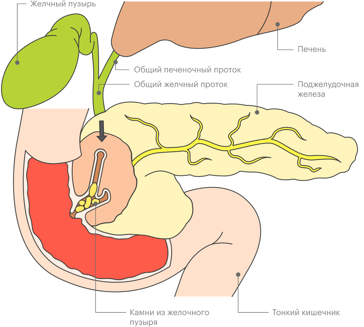 Проток поджелудочной железы. Желчный и поджелудочный проток. Проток желчного пузыря и поджелудочной железы. Главный панкреатический проток поджелудочной железы.