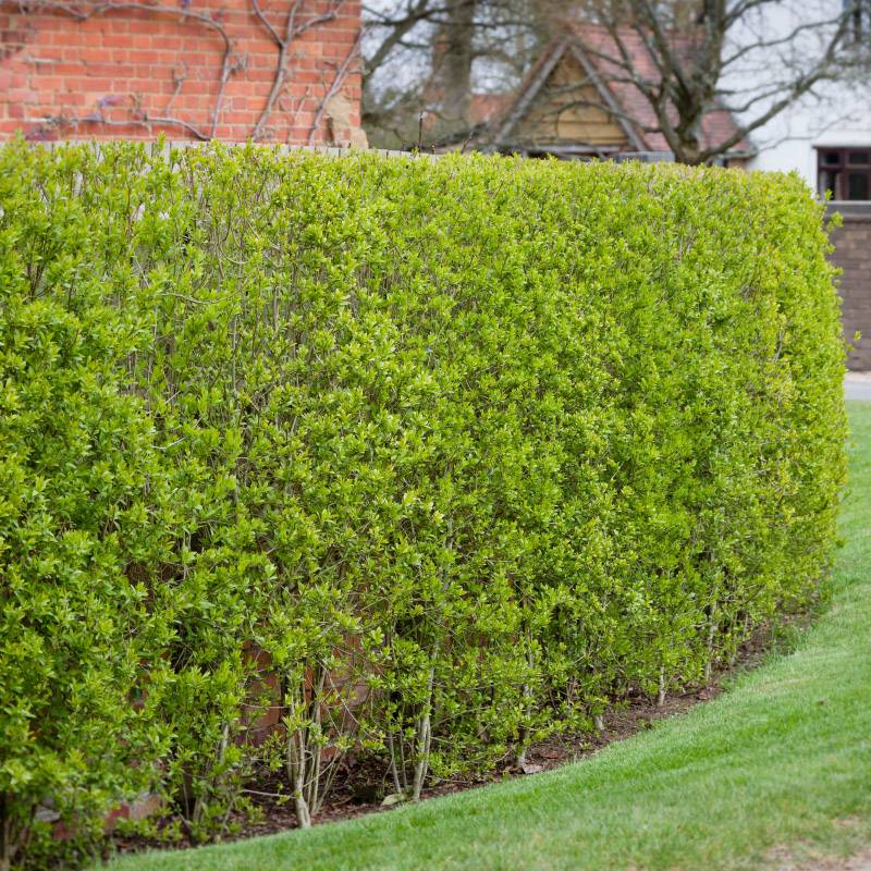 Бирючина обыкновенная, формованная в изгородь. Фото: Paul Maguire / Shutterstock