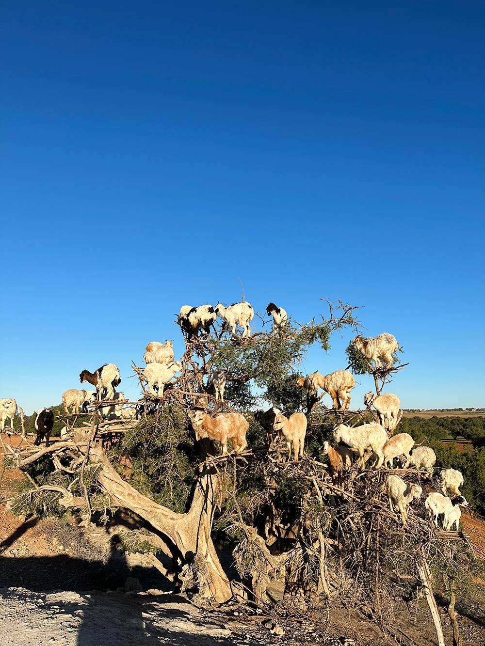 Степи Марокко известны своими козами, пасущимися прямо на деревьях. Стоило нам остановиться для&nbsp;фото — сразу подбежали какие-то парни просить денег