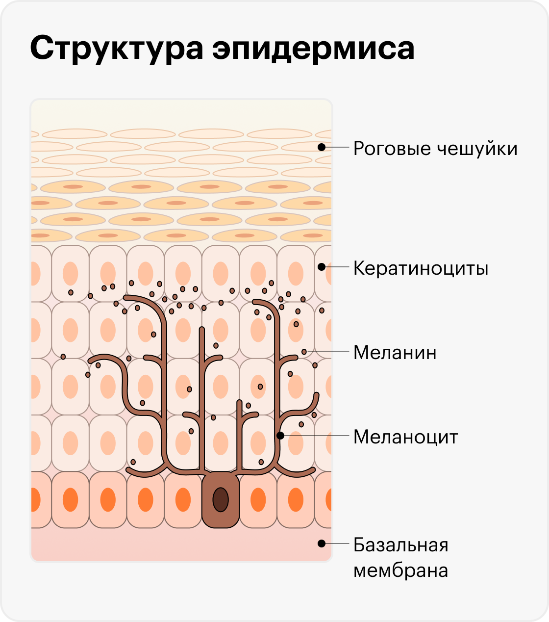 Меланоциты окрашивают кератиноциты меланином, который сами&nbsp;же синтезируют