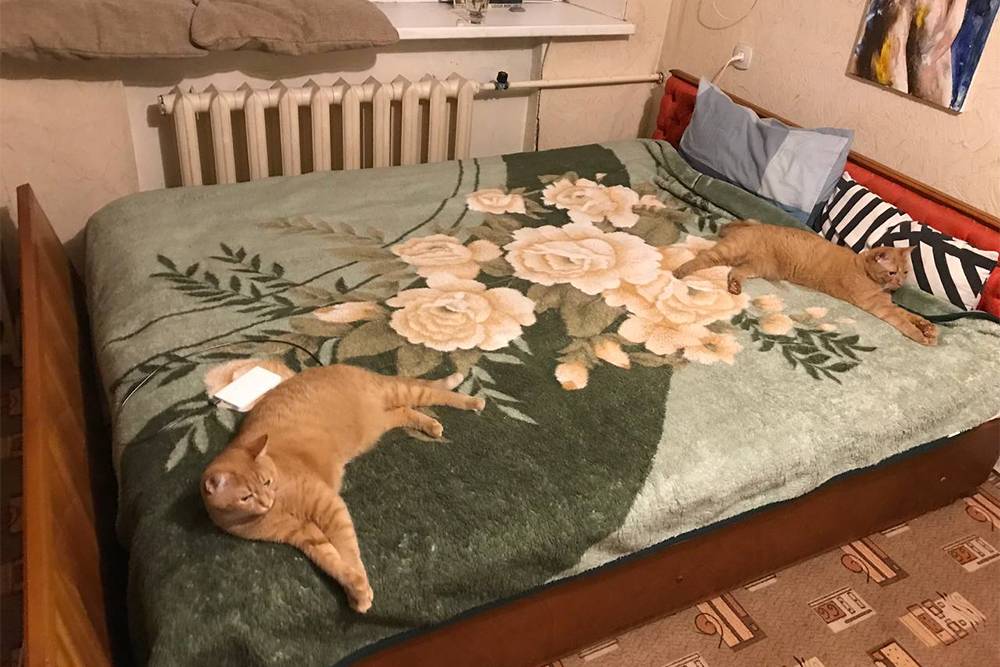 Кровать и два односпальных матраса теперь радуют подругу и ее котов