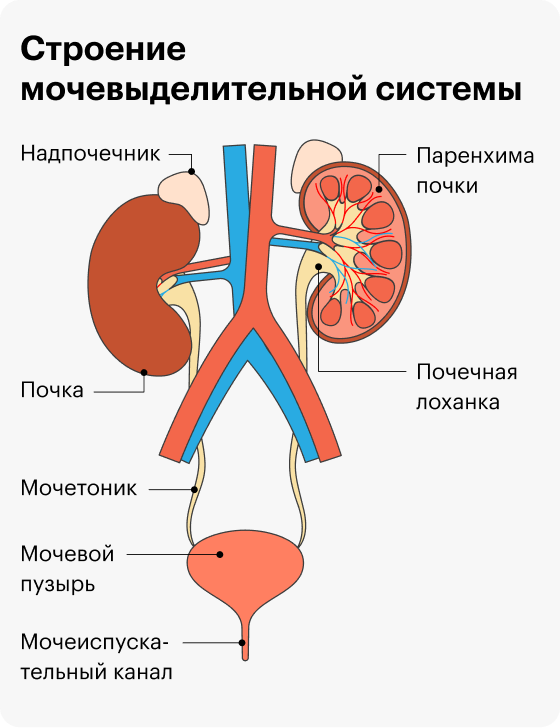 Нефролог что лечит