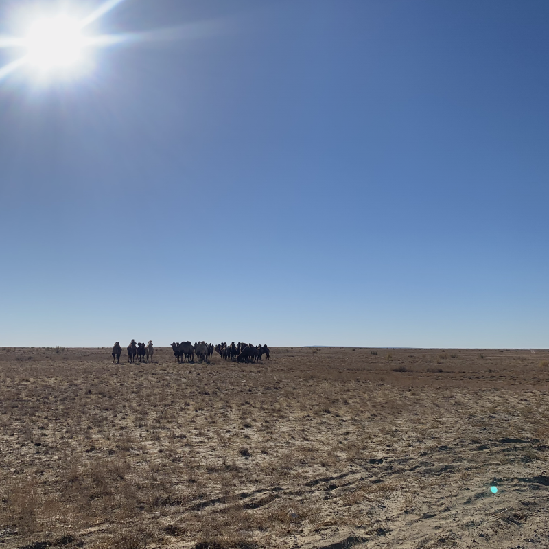 По дороге в Бишкек видели верблюдов в степи