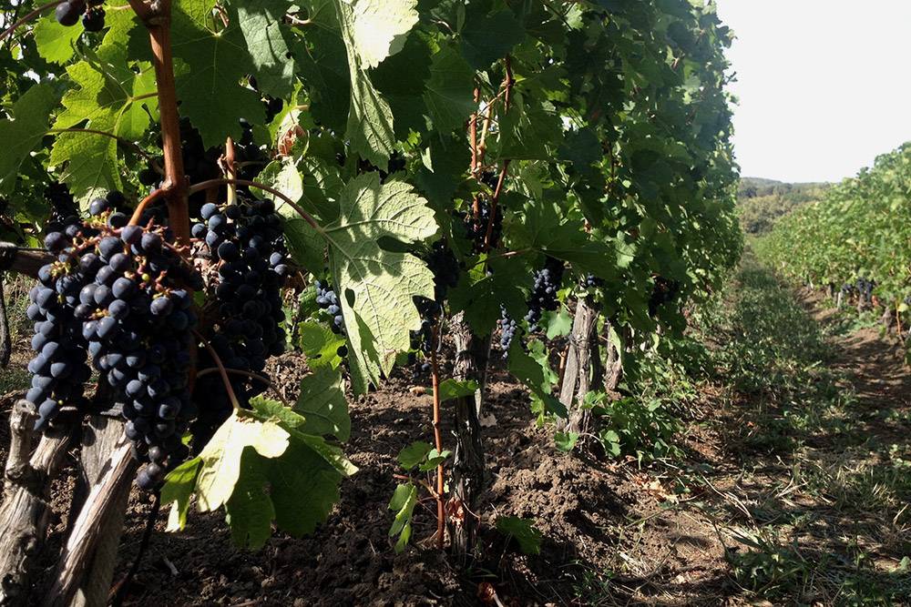 Вип-тур c выездом на виноградники в «Абрау-Дюрсо» стоит от 10 000 рублей для группы до четырех человек