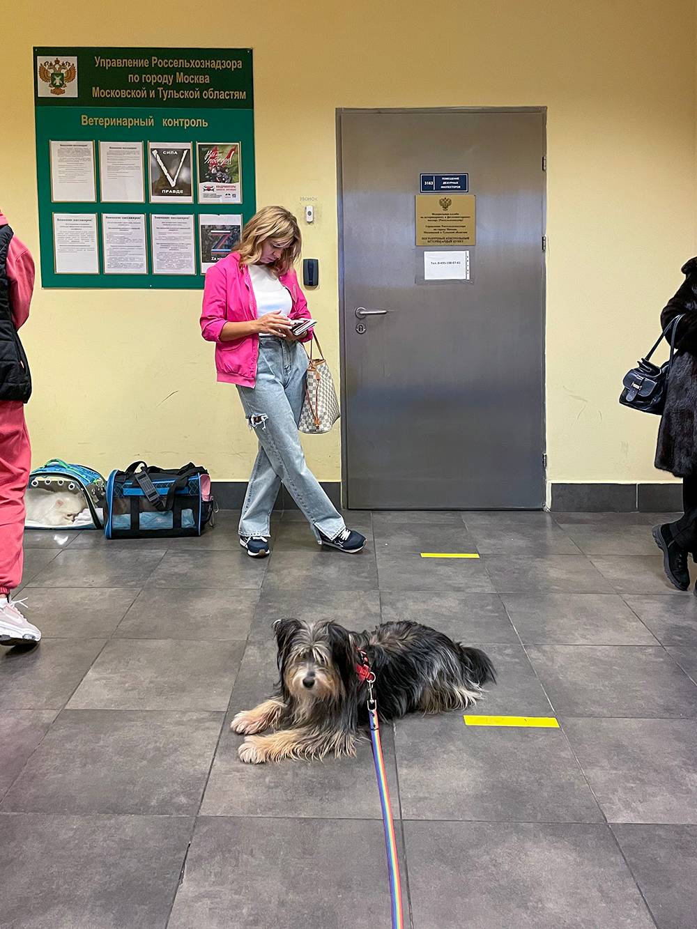 Можно ли перевозить корм для животных через границу