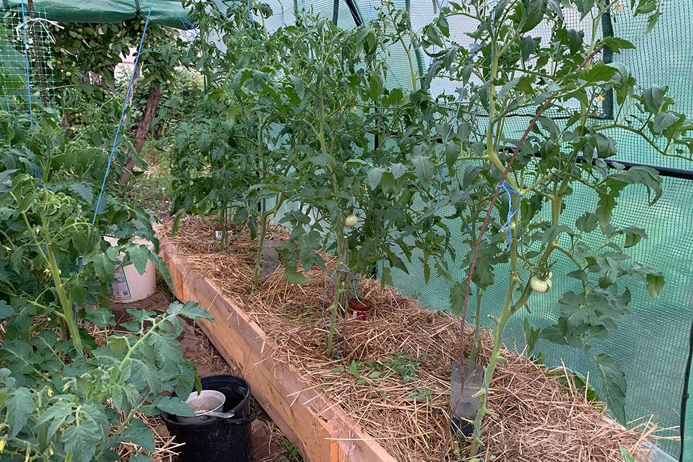 В парник я посадила 12&nbsp;корней томатов и три огуречных куста