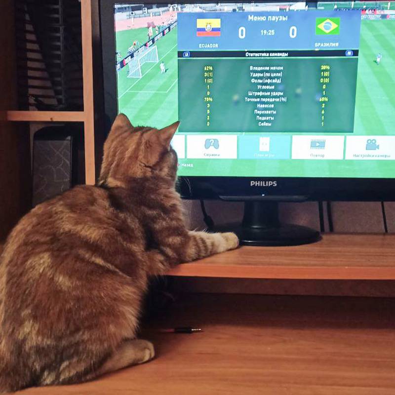 Ева интересуется футбольной статистикой