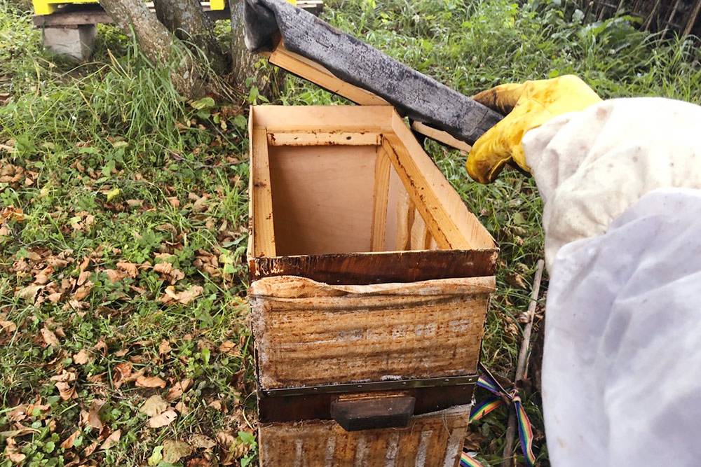 Конструкция ловушки для&nbsp;диких пчел довольно проста: это ящик из фанеры, в который ставится пять рамок. В этом году я поймал один рой. Больше не планирую заниматься роеловством, потому&nbsp;что, помимо риска обзавестись весьма злобными дикими пчелами, с пойманным роем вы можете занести на пасеку различные пчелиные болезни