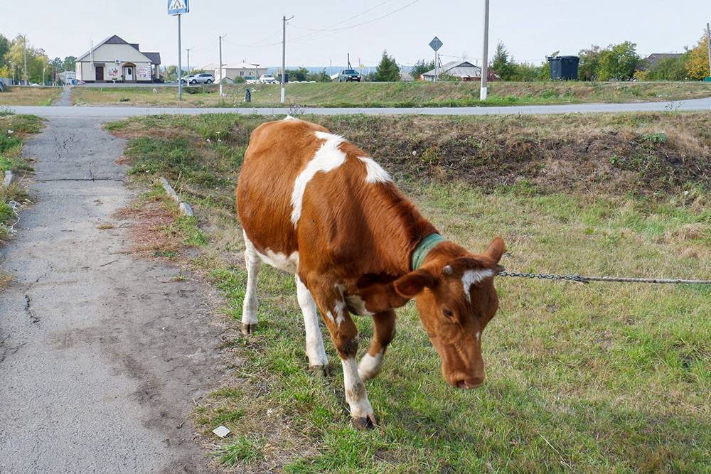Корову в большом городе не встретишь, а вот в небольшом городке это обычное явление