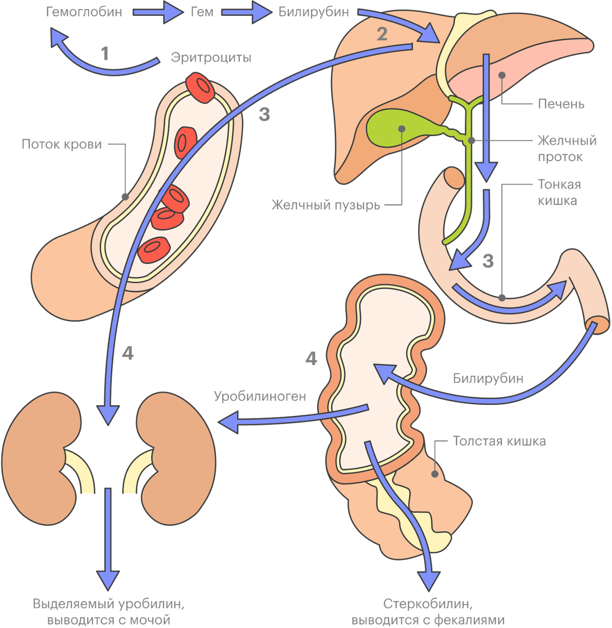 Биохимический анализ крови: расшифровка, нормы, показания, как сдавать ...
