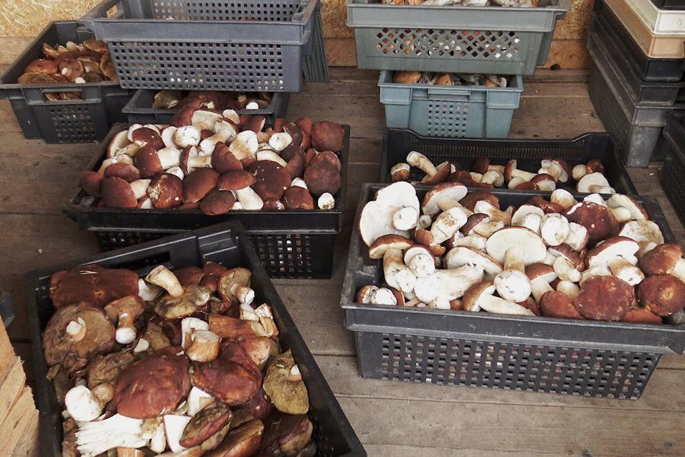 Надеюсь, наши съемки закончатся до сентября, перед началом основного ягодно-грибного сезона