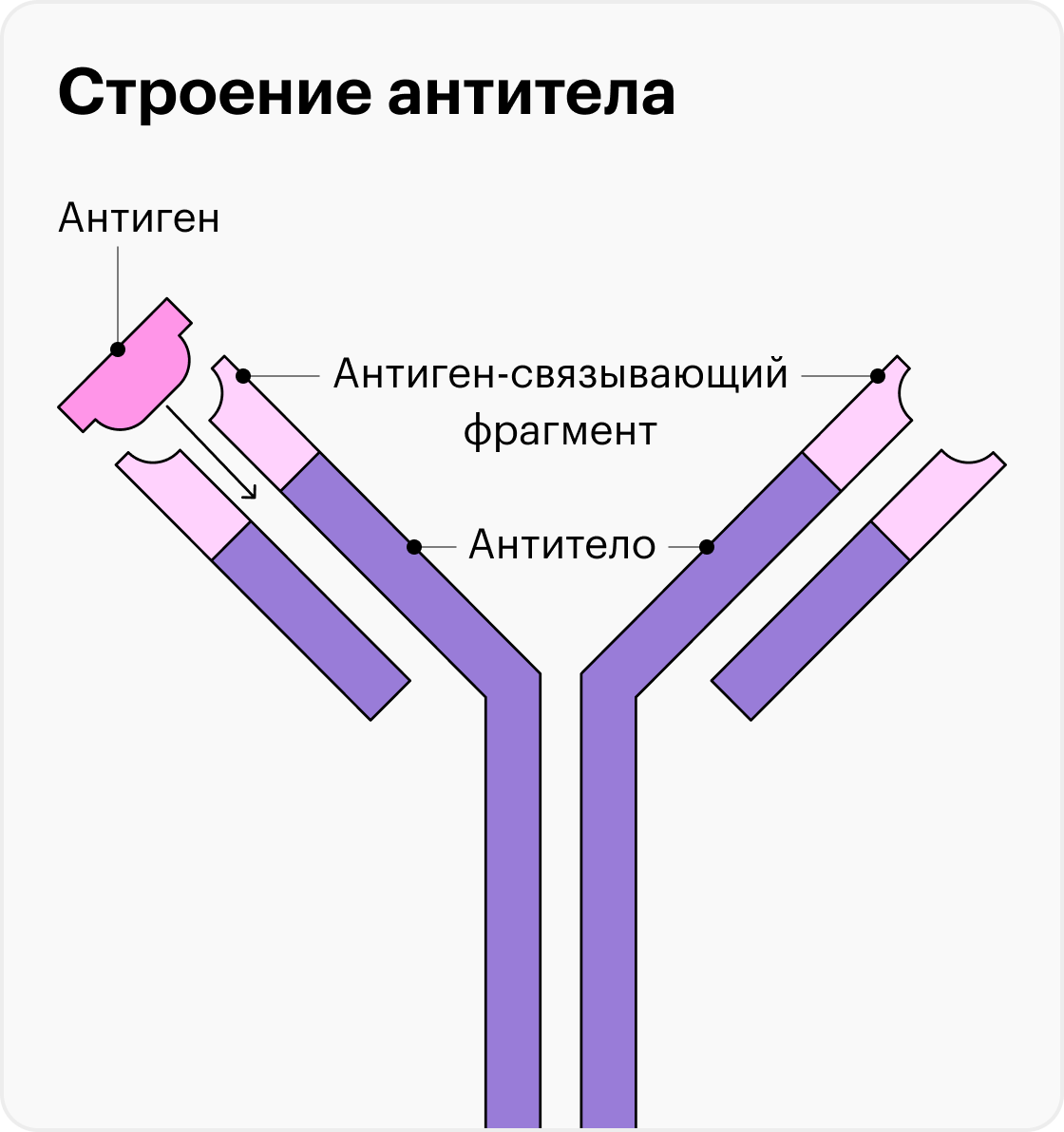 Антитела способны узнавать только собственный антиген. При&nbsp;встрече с неподходящим антигеном иммунный комплекс «антиген — антитело» не образуется