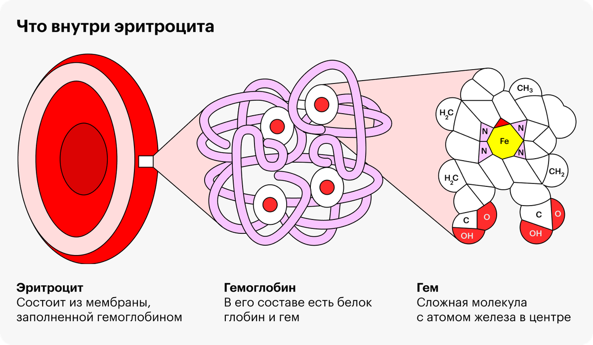 При анемии в крови мало красных кровяных клеток — эритроцитов. Они переносят кислород к остальным клеткам организма и забирают у них углекислый газ. Это возможно благодаря сложному белку гемоглобину. В его составе есть белок гем — именно он прикрепляет молекулы кислорода