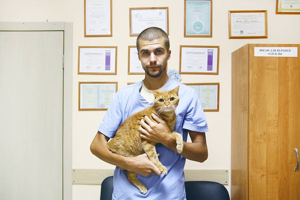Кот Декстер на руках у Жени. Его с кошкой-сестрой отдали в клинику совсем маленькими. Врачи нашли им хозяев через волонтеров, но через какое-то время кота вернули, сказав, что он слишком активный. Ветеринары оставили его себе